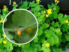 Schöllkraut-Kräutersaft zur Behandlung von Dornwarzen
